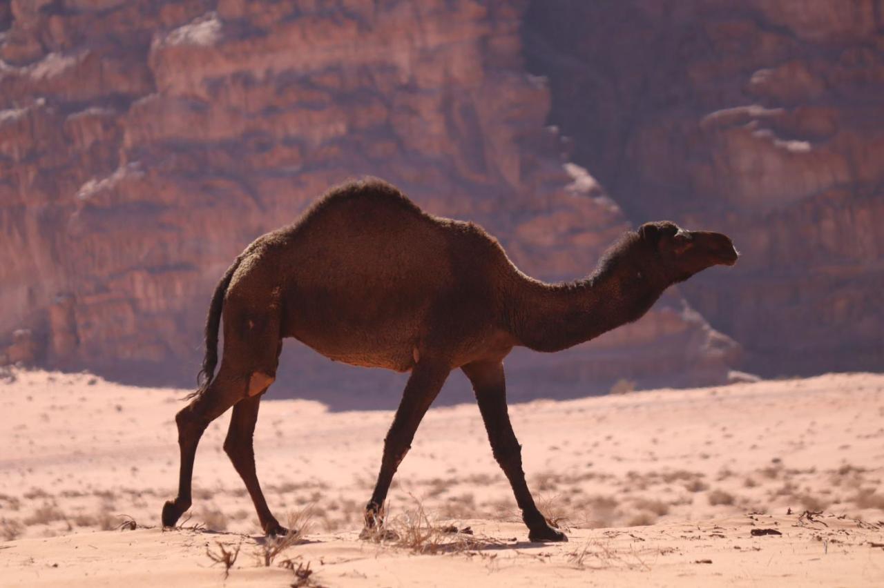 Wadi Rum Desert Heart Camp Eksteriør bilde